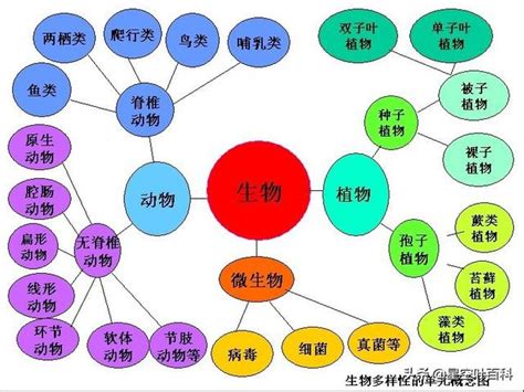 界門綱目科屬種口訣|生物分類法